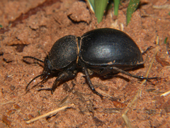 Ocnodes scrobicollis