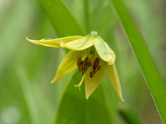 Gloriosa littonioides