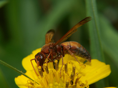 Antodynerus radialis
