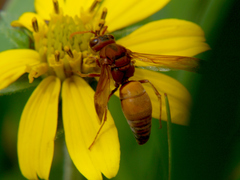 Antodynerus radialis