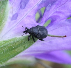 Zacladus geranii