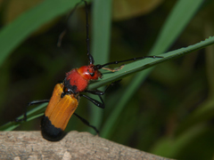 Purpuricenus laetus