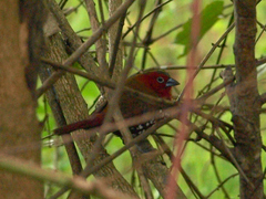 Hypargos niveoguttatus