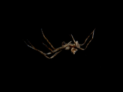 Cyphalonotus benoiti