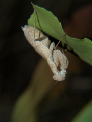 Ligaria