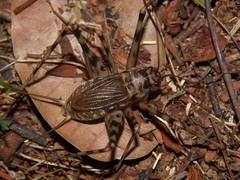 Phaeophilacris bredoides