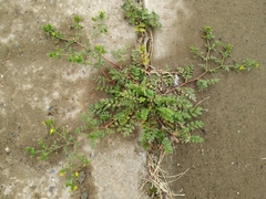 Potentilla paradoxa