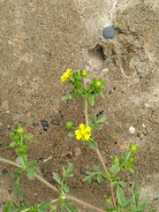 Potentilla paradoxa