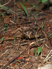 Phaeophilacris bredoides