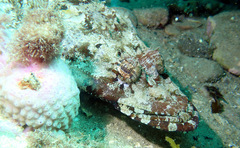 Thysanophrys cirronasus