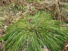 Carex pediformis macroura