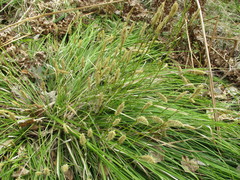 Carex pediformis macroura