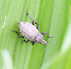 Barynotus margaritaceus