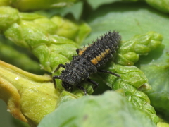 Harmonia quadripunctata