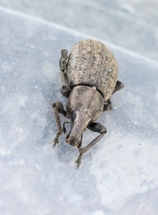 Barynotus margaritaceus