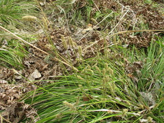 Carex pediformis macroura