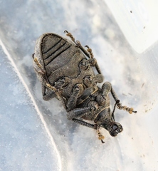 Barynotus margaritaceus