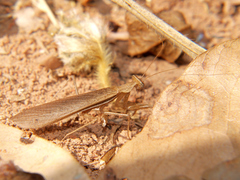 Ligaria