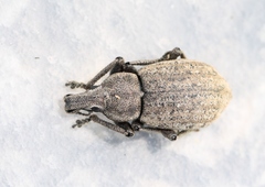 Barynotus margaritaceus