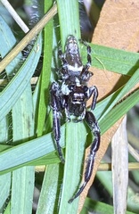 Sandalodes bipenicillatus