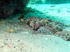 Thysanophrys cirronasus