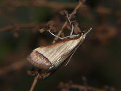 Pseudonoorda rubricostalis