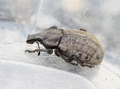 Barynotus margaritaceus