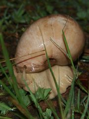 Burtoa nilotica