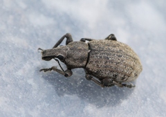 Barynotus margaritaceus