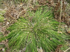 Carex pediformis macroura