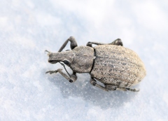 Barynotus margaritaceus