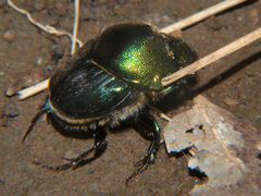 Proagoderus