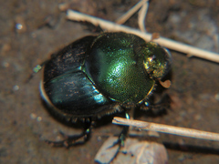 Proagoderus