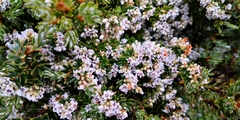 Acrothamnus