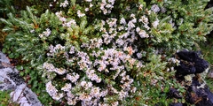 Acrothamnus