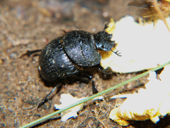 Coptorhina davidi