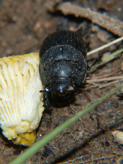 Coptorhina davidi