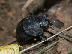 Coptorhina davidi