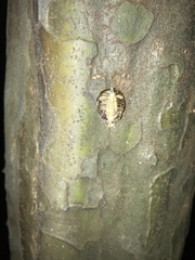 Hierodula patellifera patellifera