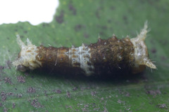 Papilio memnon