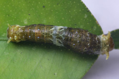 Papilio memnon