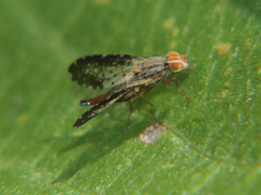 Scedella praetexta