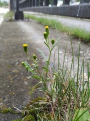 Senecio dubitabilis