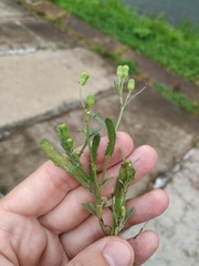 Senecio dubitabilis
