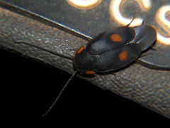 Euthyrrhapha pacifica