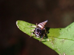 Ptocasius