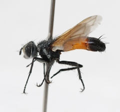 Cylindromyia brassicaria