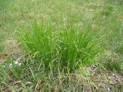 Carex pseudocyperus