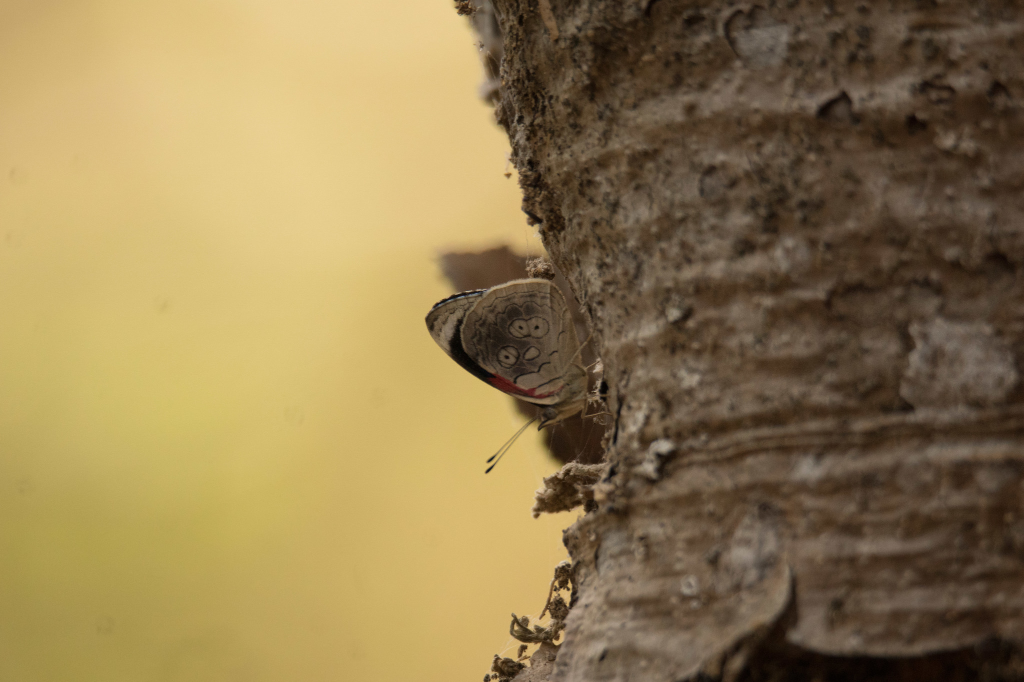 Diaethria ceryx image