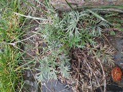 Potentilla tergemina